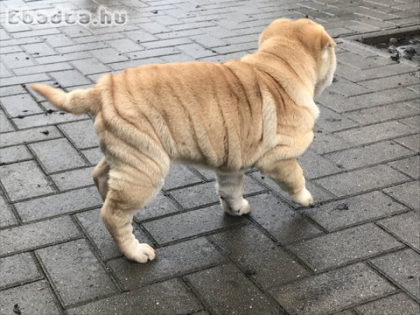 Shar-pei kölyök kutyák