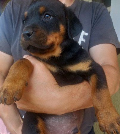 Rottweiler