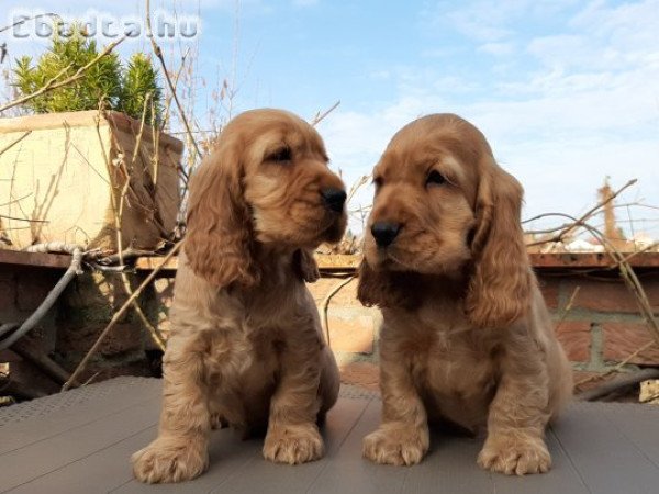 eladó angol cocker spániel kölykök arany színűek