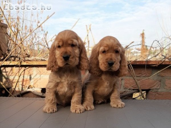 eladó angol cocker spániel kölykök arany színűek