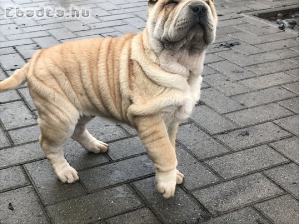 Shar-pei kölyök kutyák