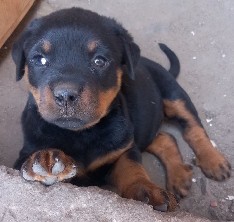 Rottweiler