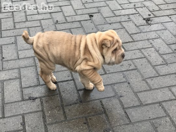 Shar-pei kölyök kutyák