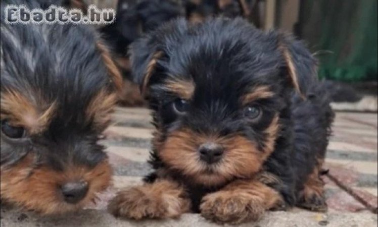 Gyönyörű szép yorki babák!