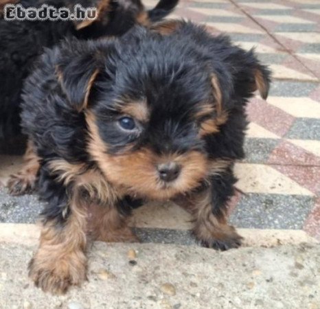 Gyönyörű szép yorki babák!