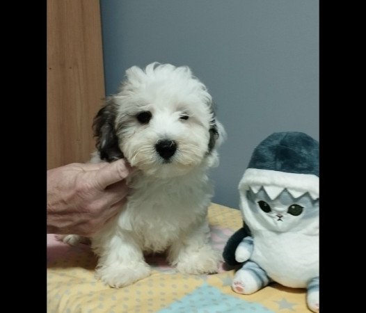 Bichon Havanese