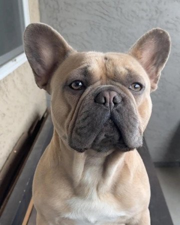 Francia bulldog