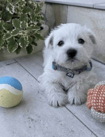 West Highland White Terrier