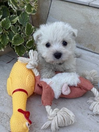 West Highland White Terrier