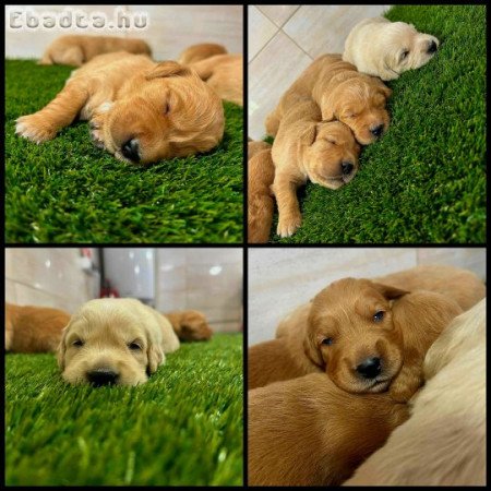 Golden Retriever kiskutyák.