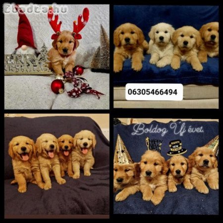 Golden Retriever kiskutyák.