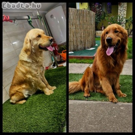 Golden Retriever kiskutyák.