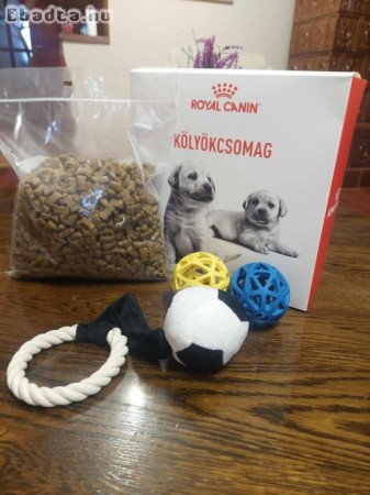 Golden Retriever kiskutyák.