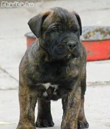 Bullmasztiff kiskutyák költöznének 06702617158