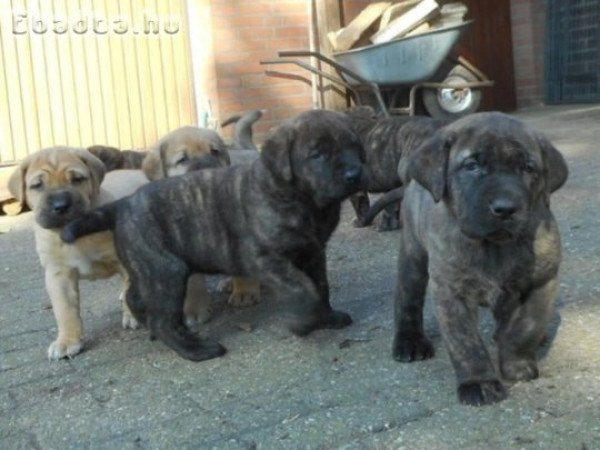 Bullmasztiff kiskutyák költöznének 06702617158
