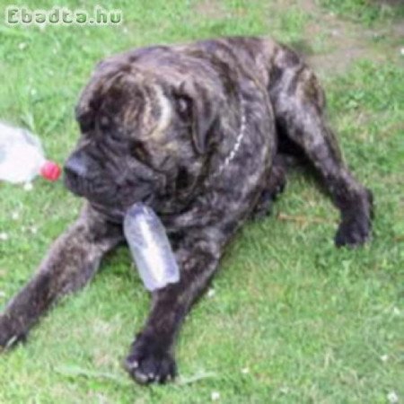 Bullmasztiff kiskutyák költöznének 06702617158