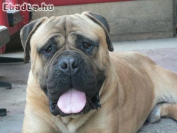 Bullmasztiff kiskutyák költöznének 06702617158