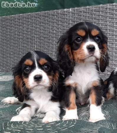 Cavalier King Charles Spániel eladó