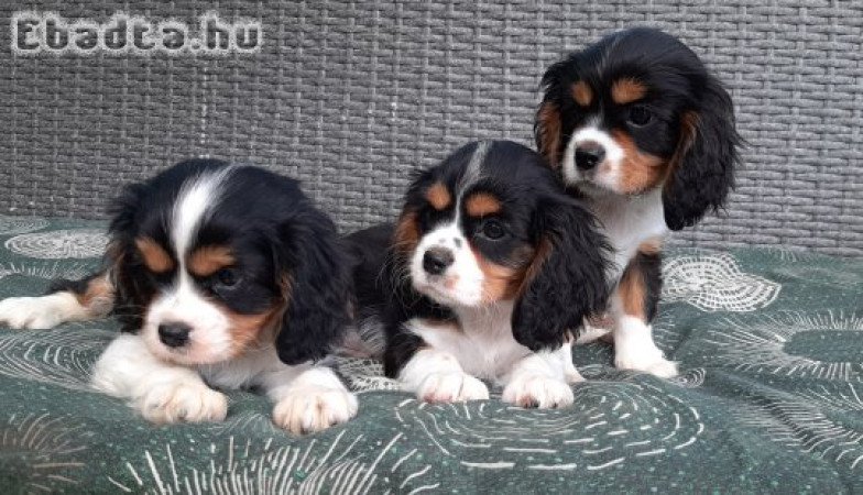Cavalier King Charles Spániel eladó