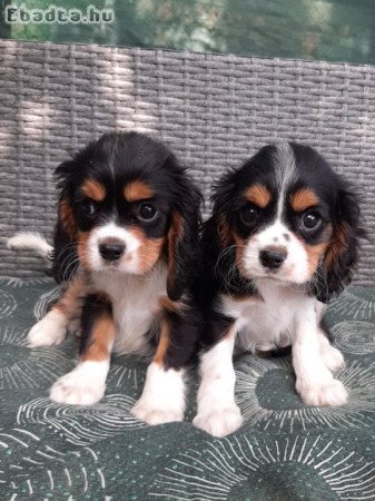 Cavalier King Charles Spániel eladó