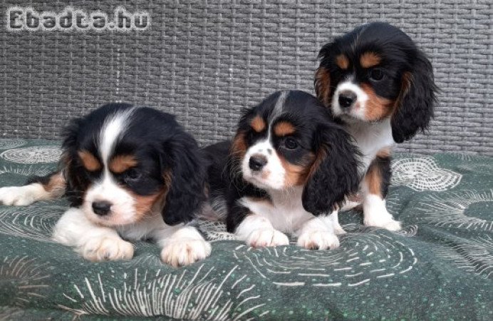 Cavalier King Charles Spániel eladó