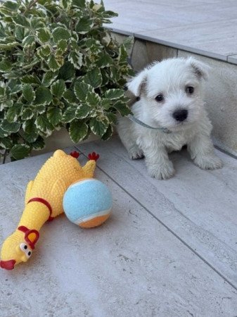 West Highland White Terrier