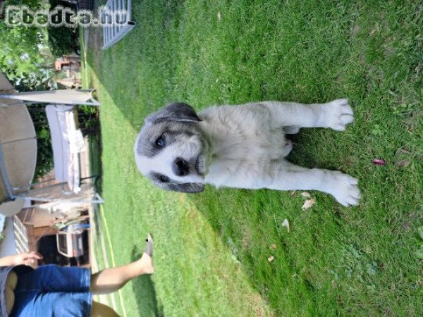 Közép-ázsiai juhász kan