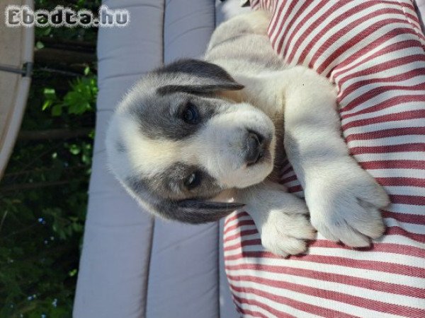 Közép-ázsiai juhász kan