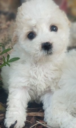 Bolognese kiskutyák