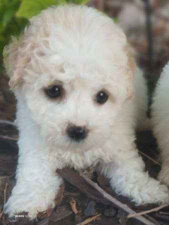 Bolognese kiskutyák