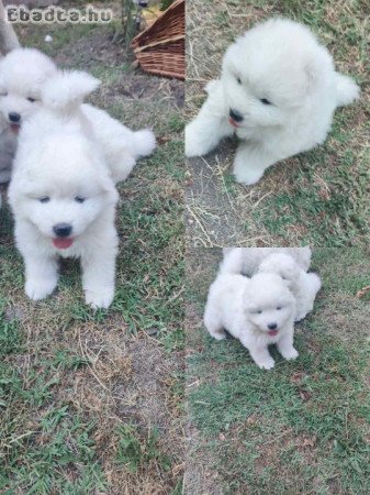 Eladó samoyed kölyök