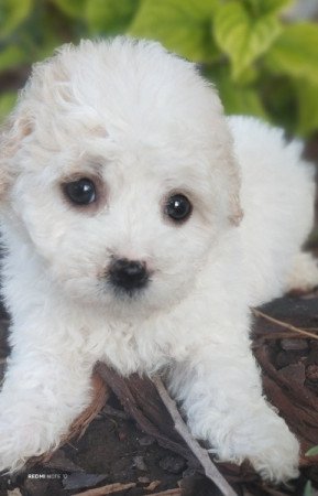 Bolognese kiskutyák