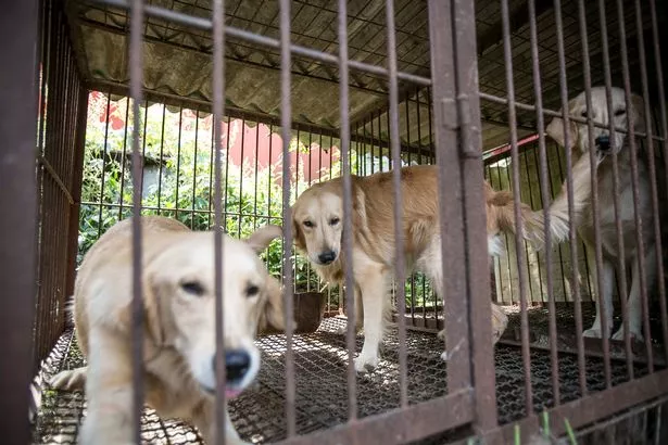 Vacsoraasztalra szánt Golden retrievert mentettek meg egy koszos dél-koreai húsfarmról