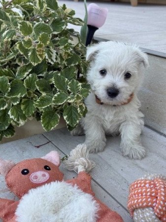 West Highland White Terrier