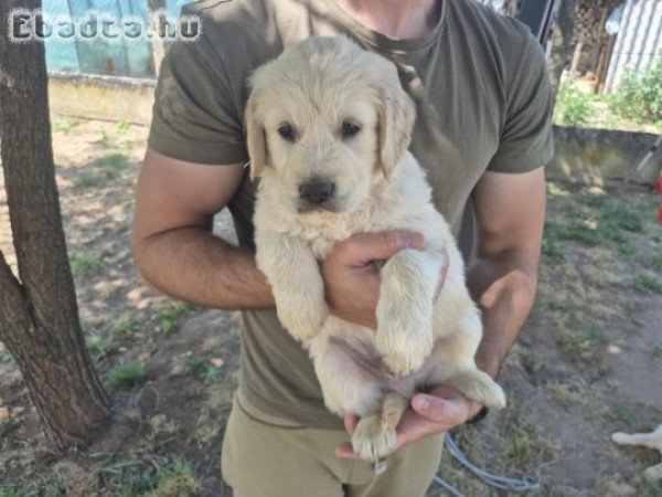 Golden kutyusok gazdit keresnek