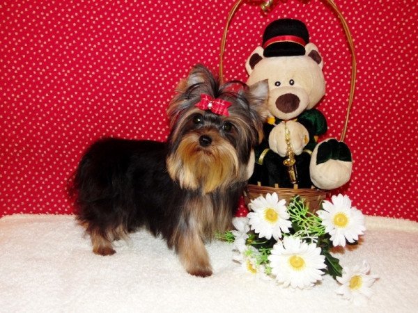 Yorkshire Terrier, Yorki