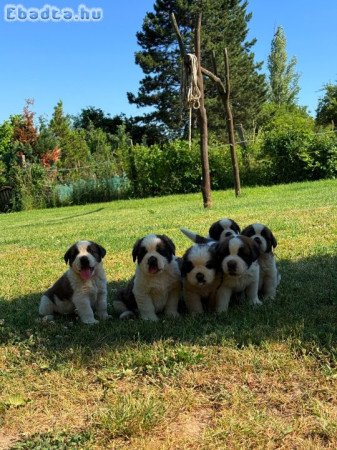 Eladó Bernáthegyi kiskutyák
