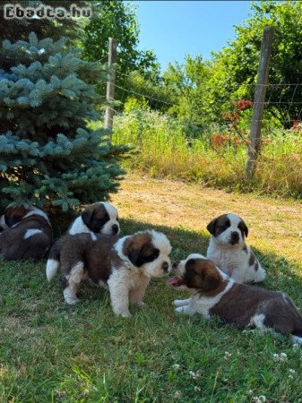 Eladó Bernáthegyi kiskutyák
