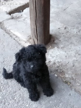 Eladó kutya