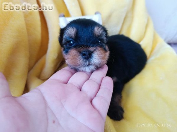 Yorki yorkshire terrier