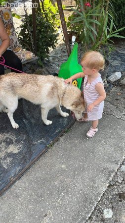 2,5 éves Fajta tiszta Husky(szuka) ingyen elvihető