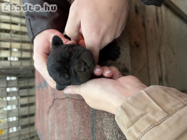 Fajtatiszta jellegű Cane Corso kölykök