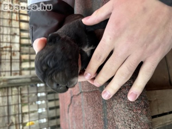 Fajtatiszta jellegű Cane Corso kölykök