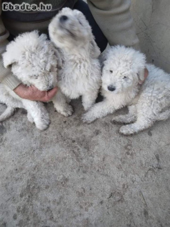 Három hónapos fiú komondor kutyák