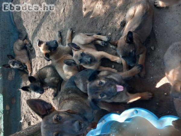 Belga juhasz  8 hetesek