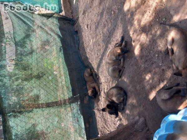 Belga juhasz  8 hetesek