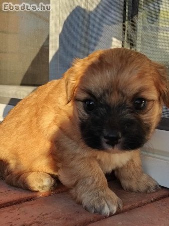 Bichon havanese