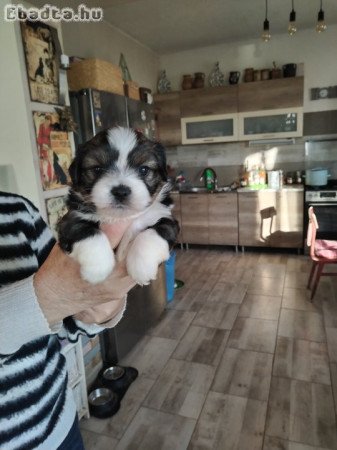 Bichon havanese