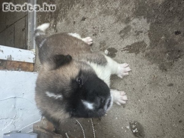 Amerika Akita kiskutyák