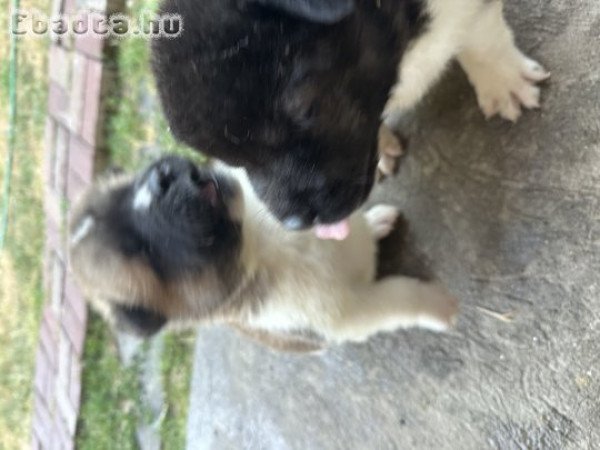 Amerika Akita kiskutyák